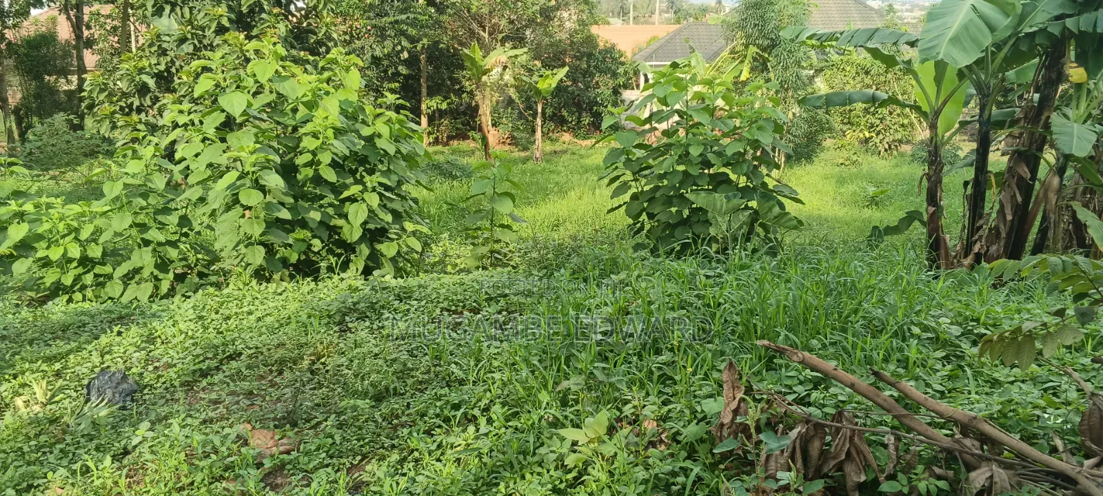 Plot of Land Milo 50*100 at Kakiri Mpegwe
