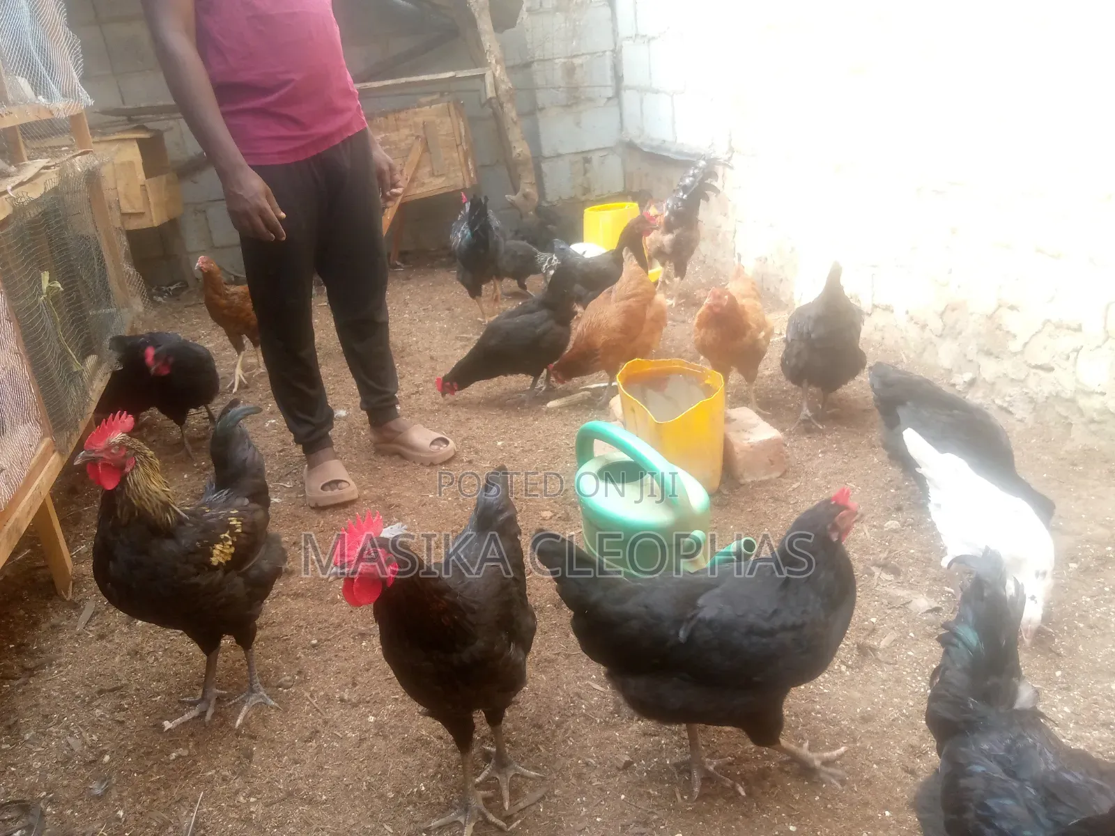 Local Chicken