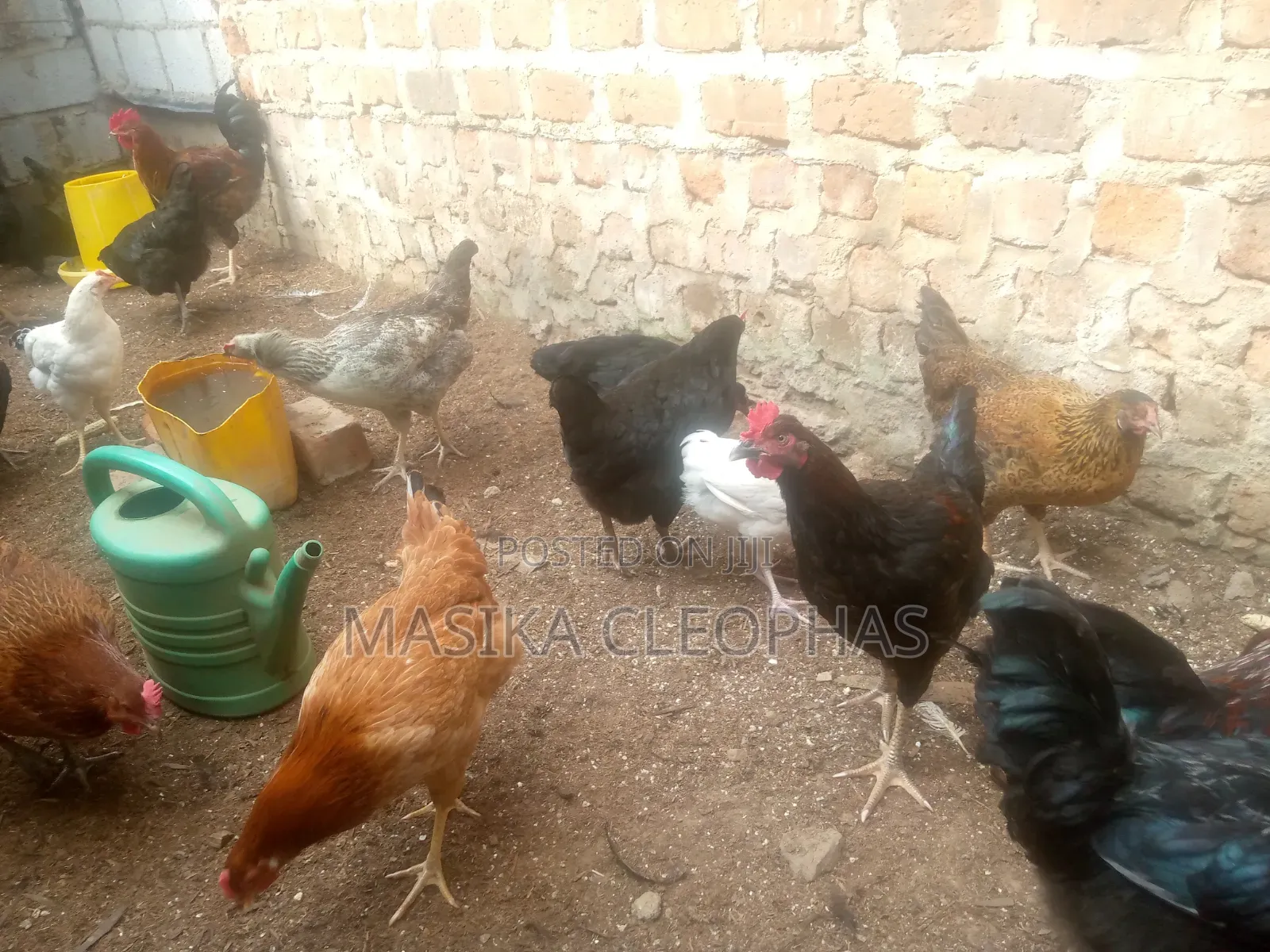 Local Chicken