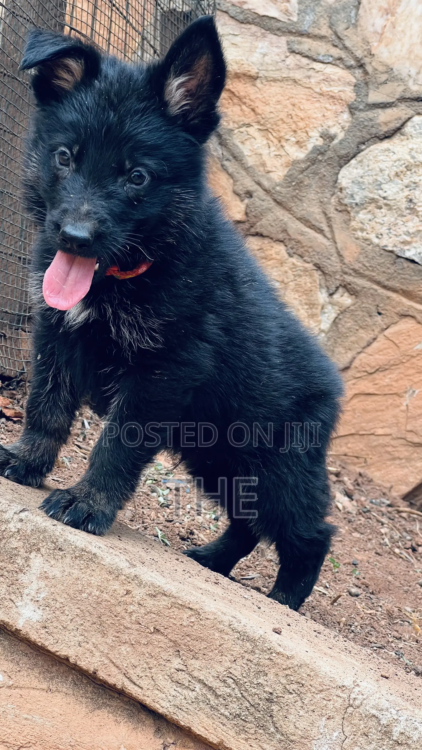 1-3 months Male Purebred German Shepherd