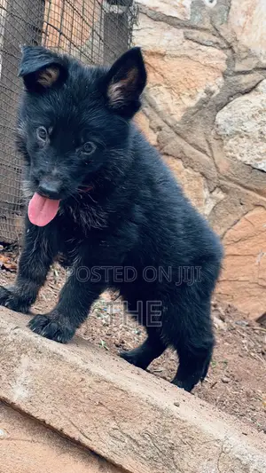 1-3 months Male Purebred German Shepherd