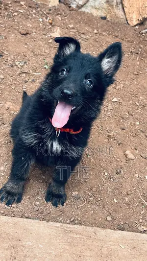 1-3 months Male Purebred German Shepherd