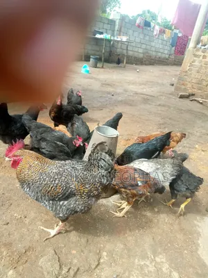 Local Chicken