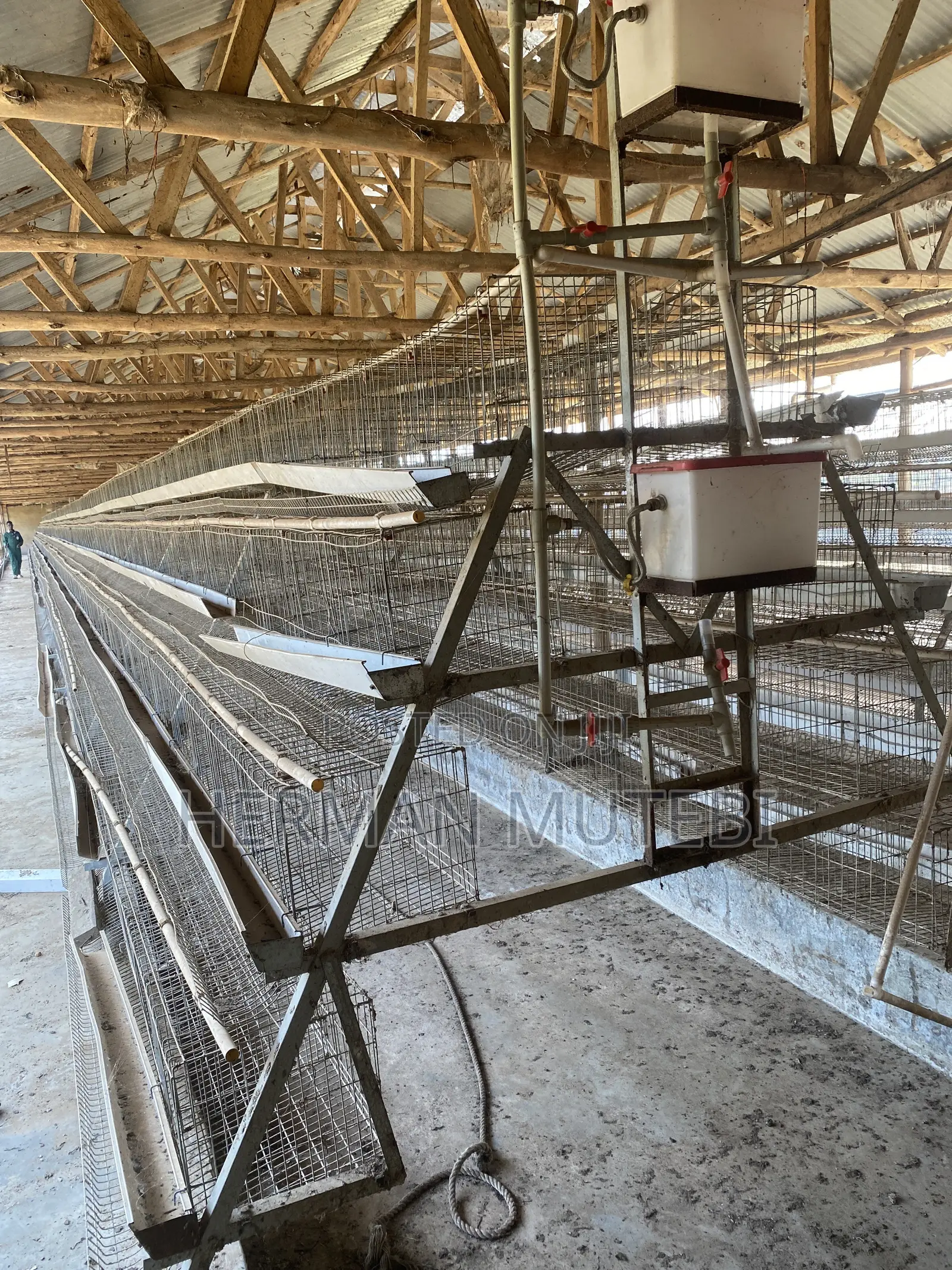 Used Hen Cages Imported