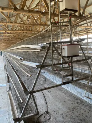 Used Hen Cages Imported