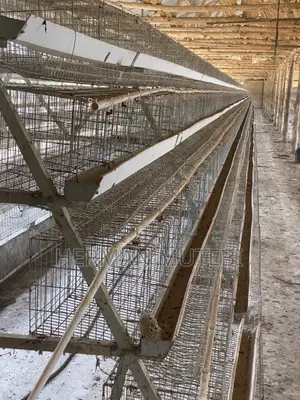 Used Hen Cages Imported