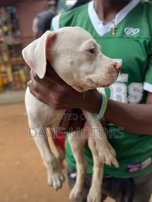 1-3 months Male Purebred American Pit Bull Terrier