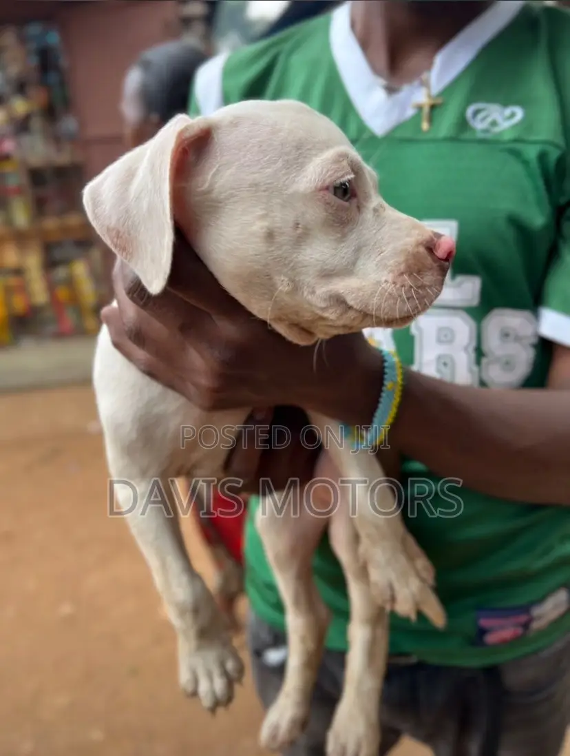 1-3 months Male Purebred American Pit Bull Terrier