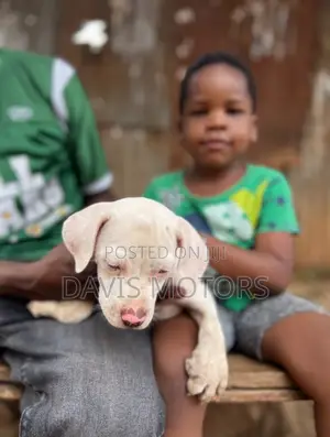 1-3 months Male Purebred American Pit Bull Terrier