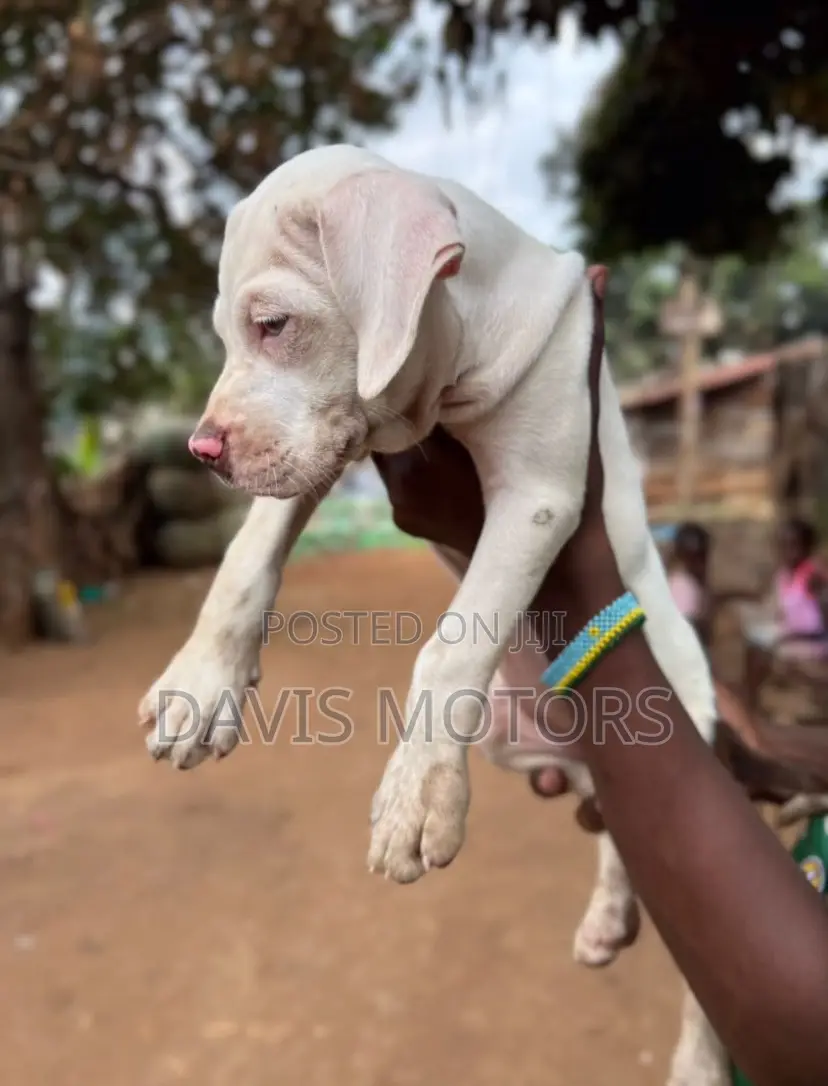 1-3 months Male Purebred American Pit Bull Terrier