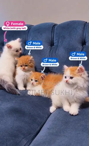 1-3 months Male Purebred Persian