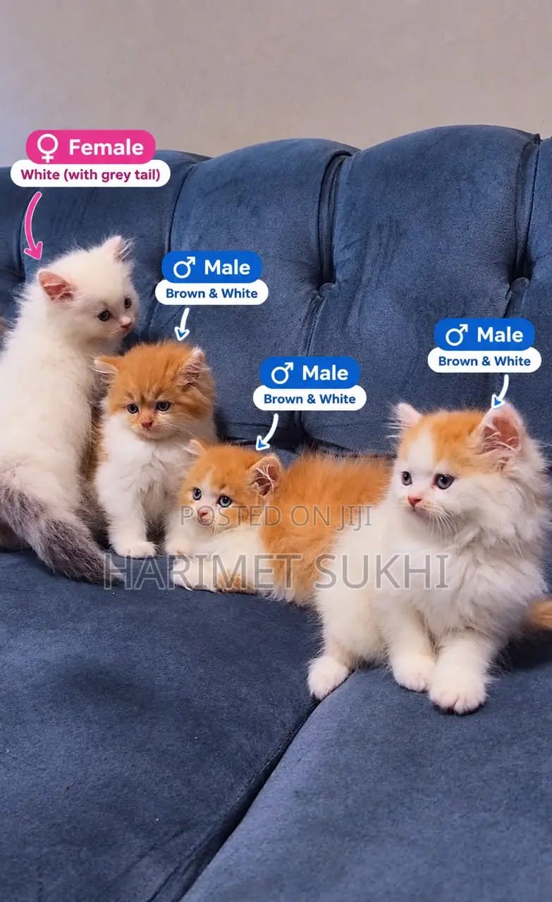 1-3 months Male Purebred Persian