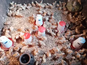 One Month Old Chicks