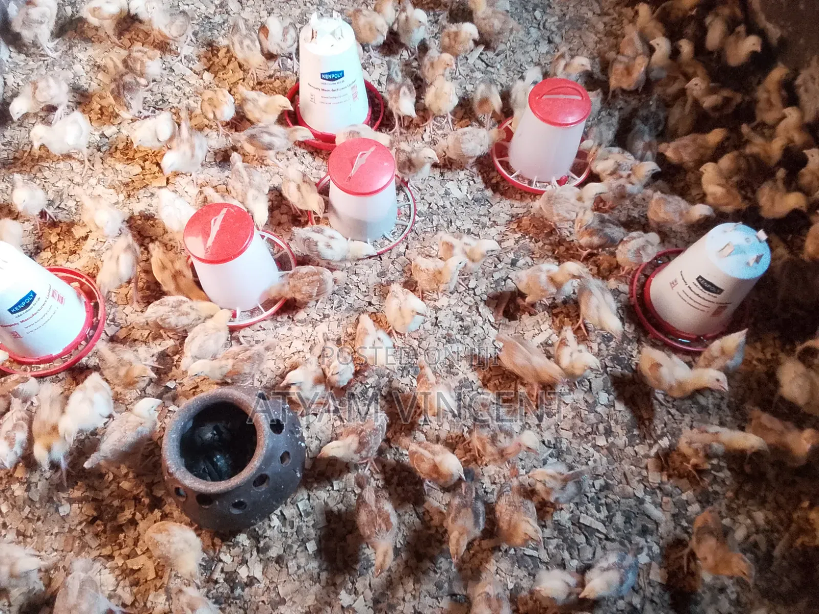One Month Old Chicks