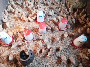 One Month Old Chicks