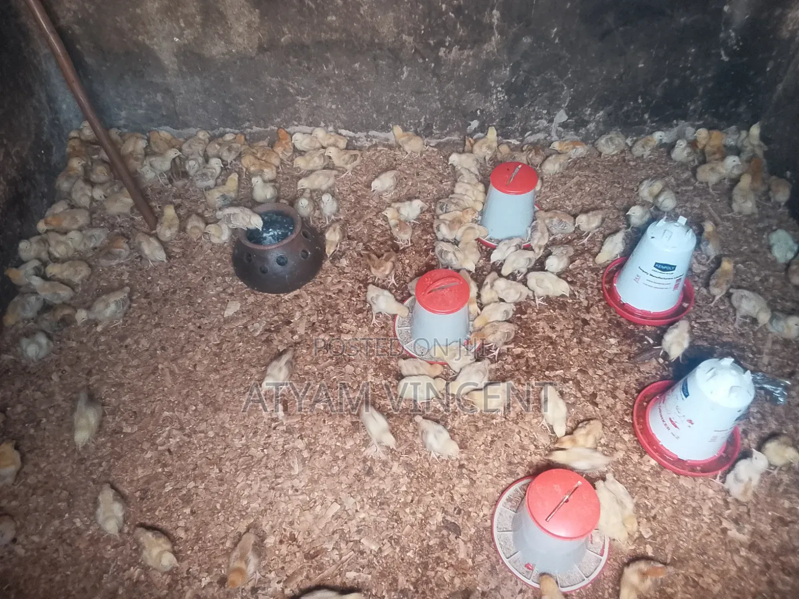 One Month Old Chicks