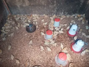 One Month Old Chicks