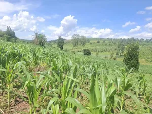 Land in Nakasongola