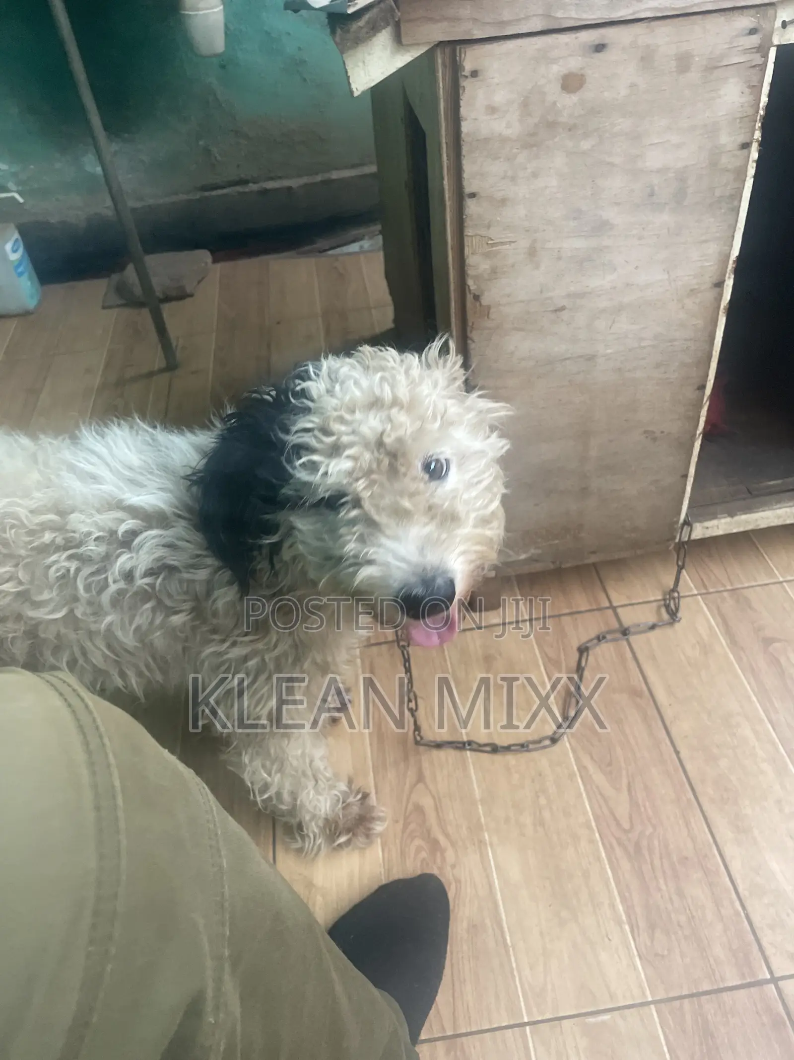 6-12 months Male Purebred Maltese