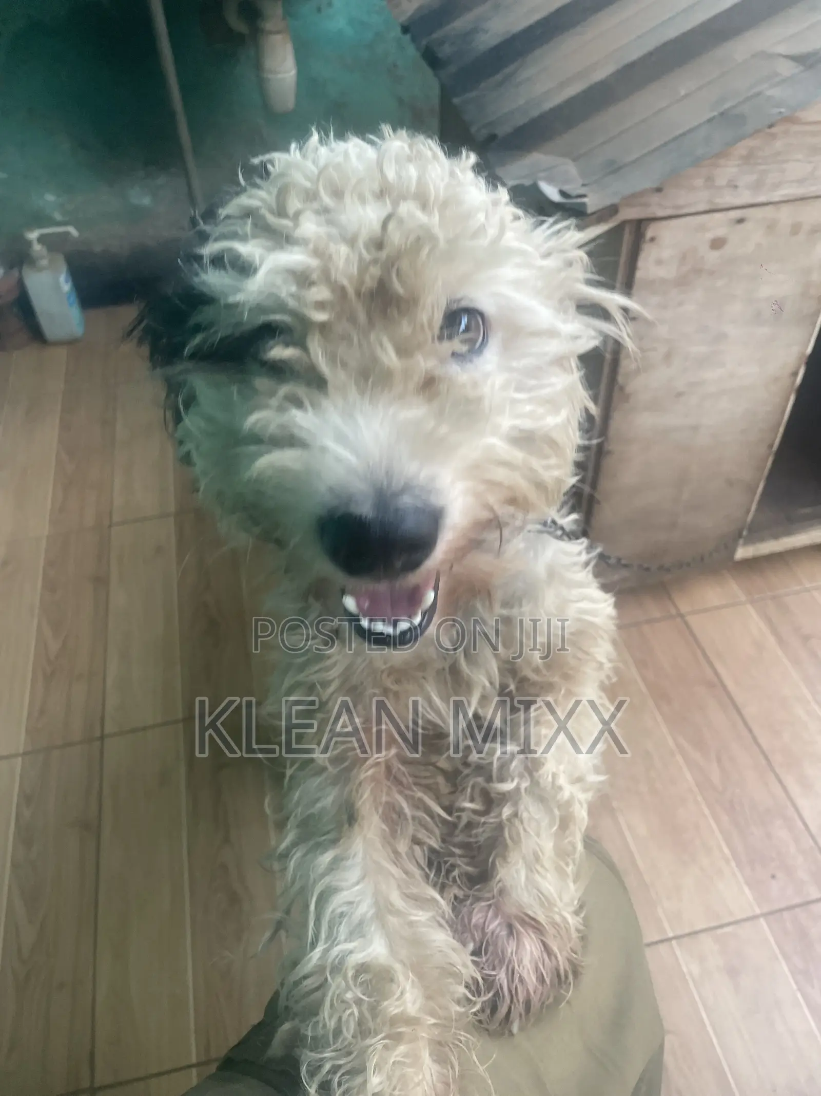 6-12 months Male Purebred Maltese