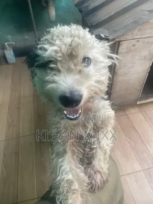 6-12 months Male Purebred Maltese
