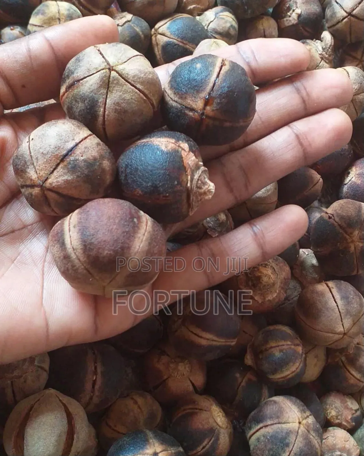 Gorontula 250g