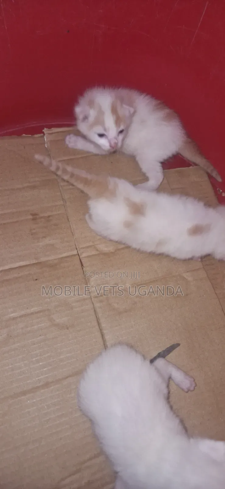 0-1 month Female Purebred Exotic