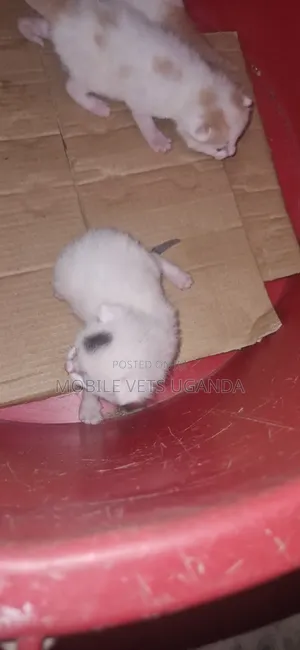 0-1 month Male Purebred Tabby