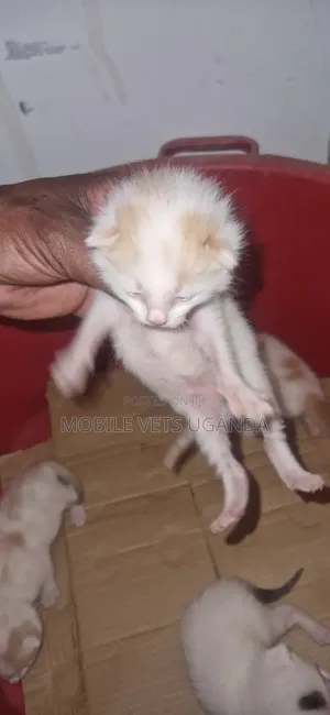 0-1 month Male Purebred Ocicat