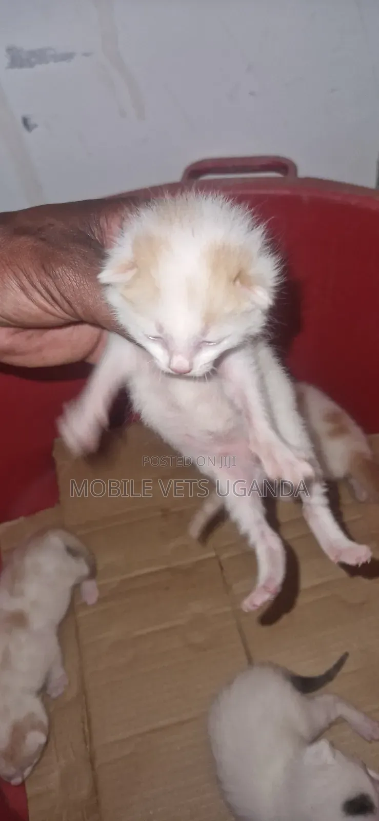 0-1 month Male Purebred Ocicat