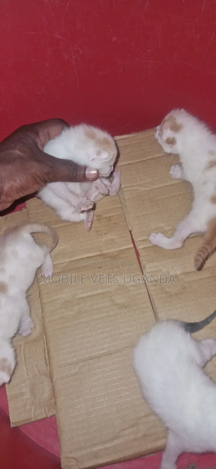 1-3 months Female Purebred Tonkinese