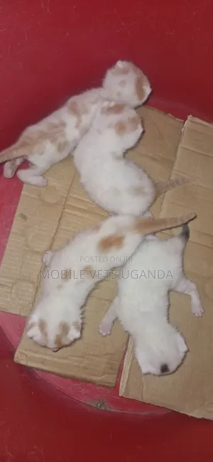 0-1 month Male Purebred Bombay