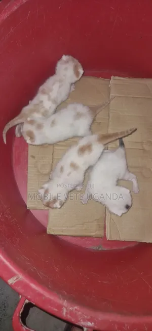 1-3 months Female Purebred Turkish Angora