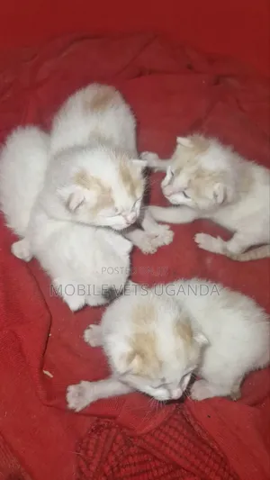 0-1 month Female Purebred American Bobtail