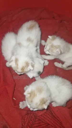 0-1 month Female Purebred Tonkinese