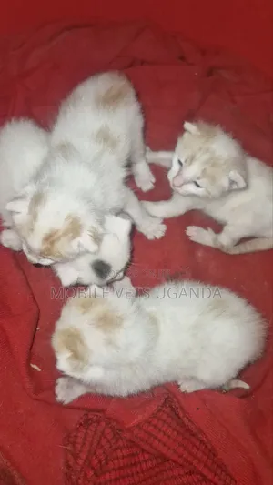0-1 month Female Purebred Ragdoll