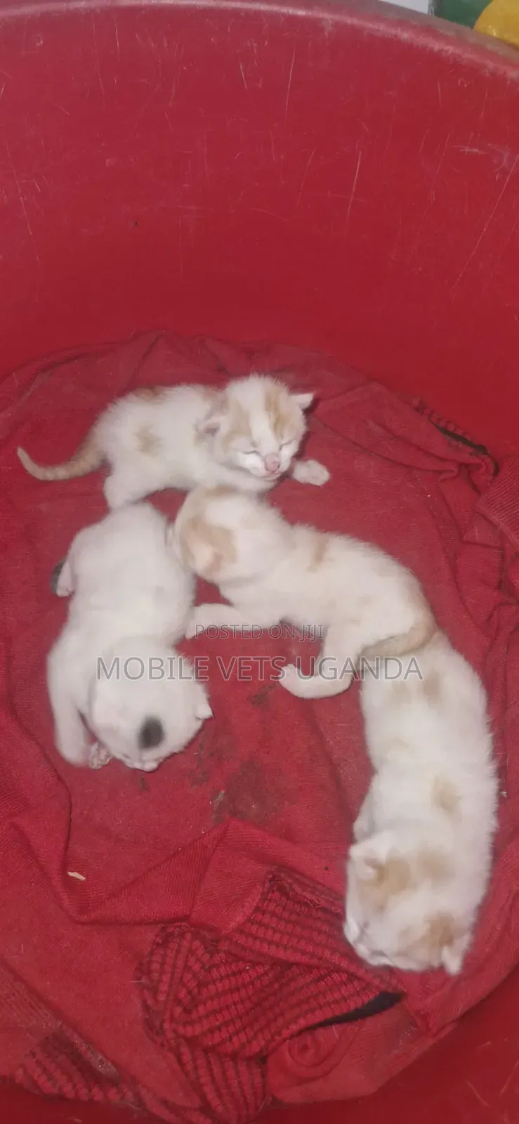 1-3 months Male Purebred American Curl