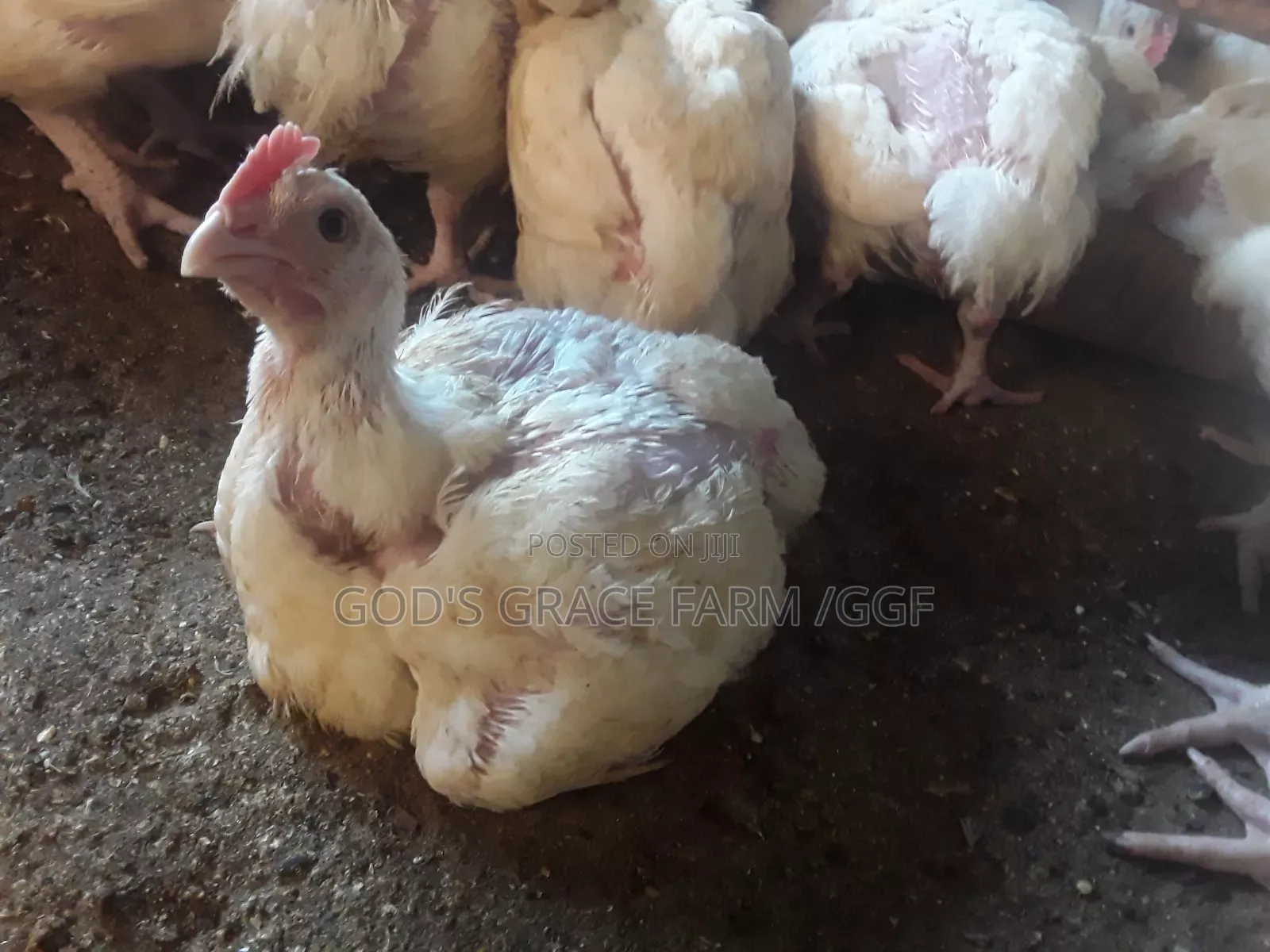 Heavy Weight Broilers