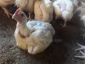 Heavy Weight Broilers
