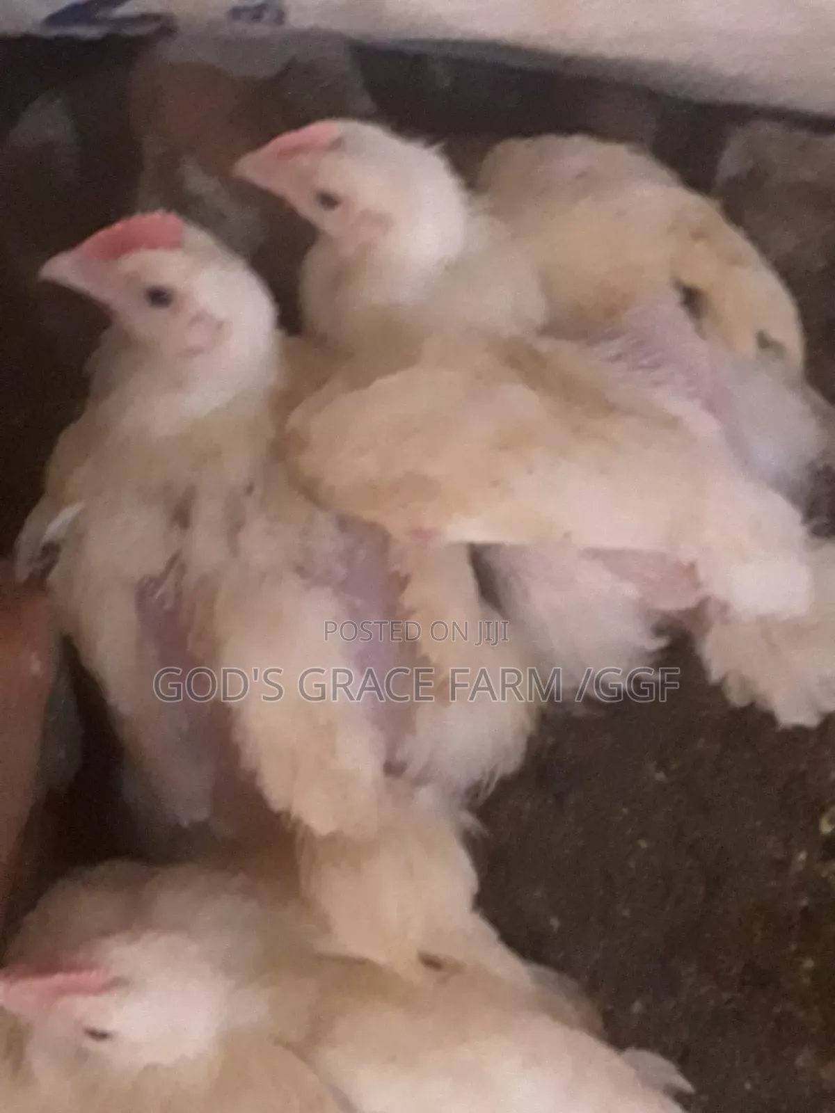 Heavy Weight Broilers