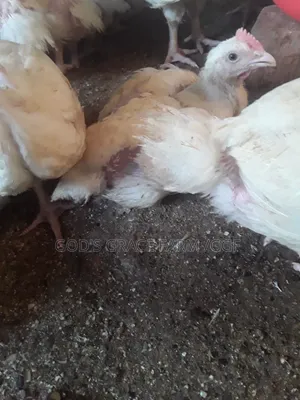 Heavy Weight Broilers
