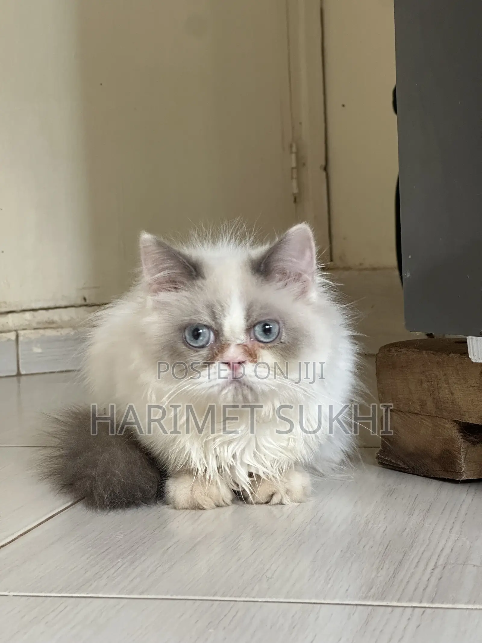 3-6 months Female Purebred Persian