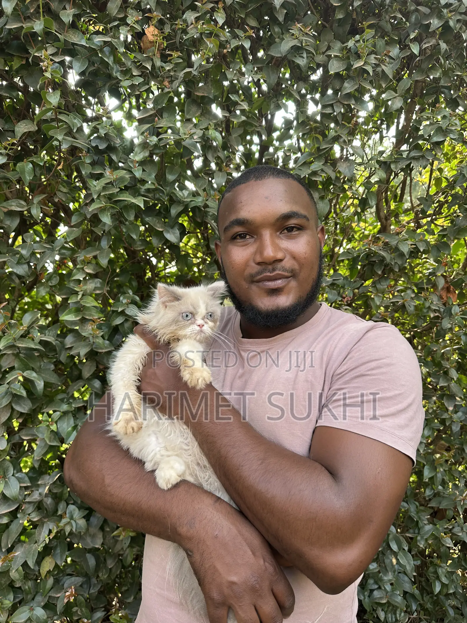 3-6 months Female Purebred Persian
