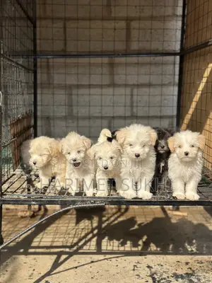 1-3 months Male Purebred Maltese