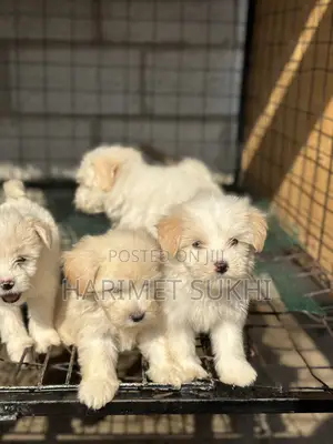 1-3 months Male Purebred Maltese