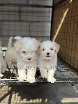 1-3 months Male Purebred Maltese