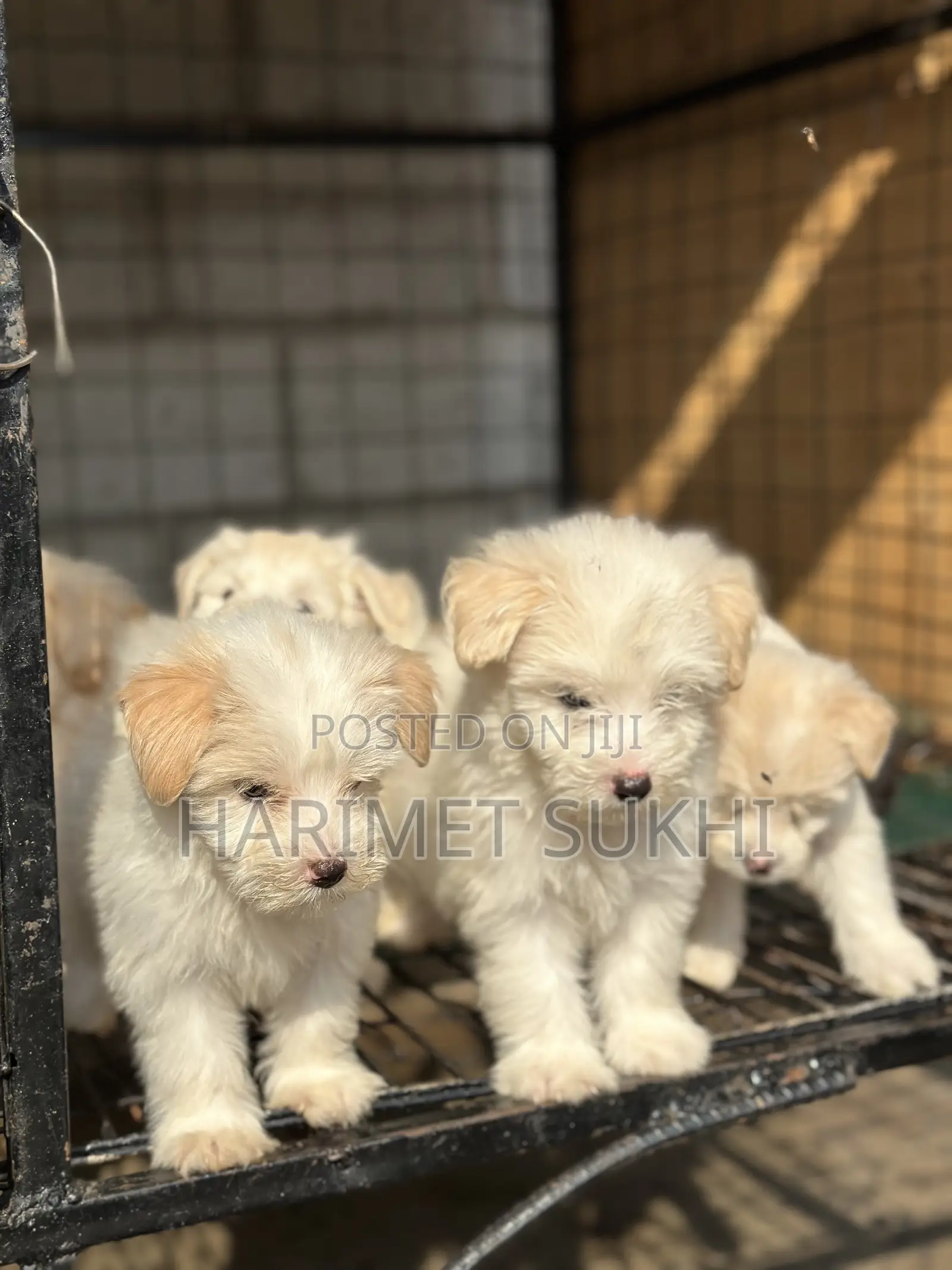 1-3 months Male Purebred Maltese