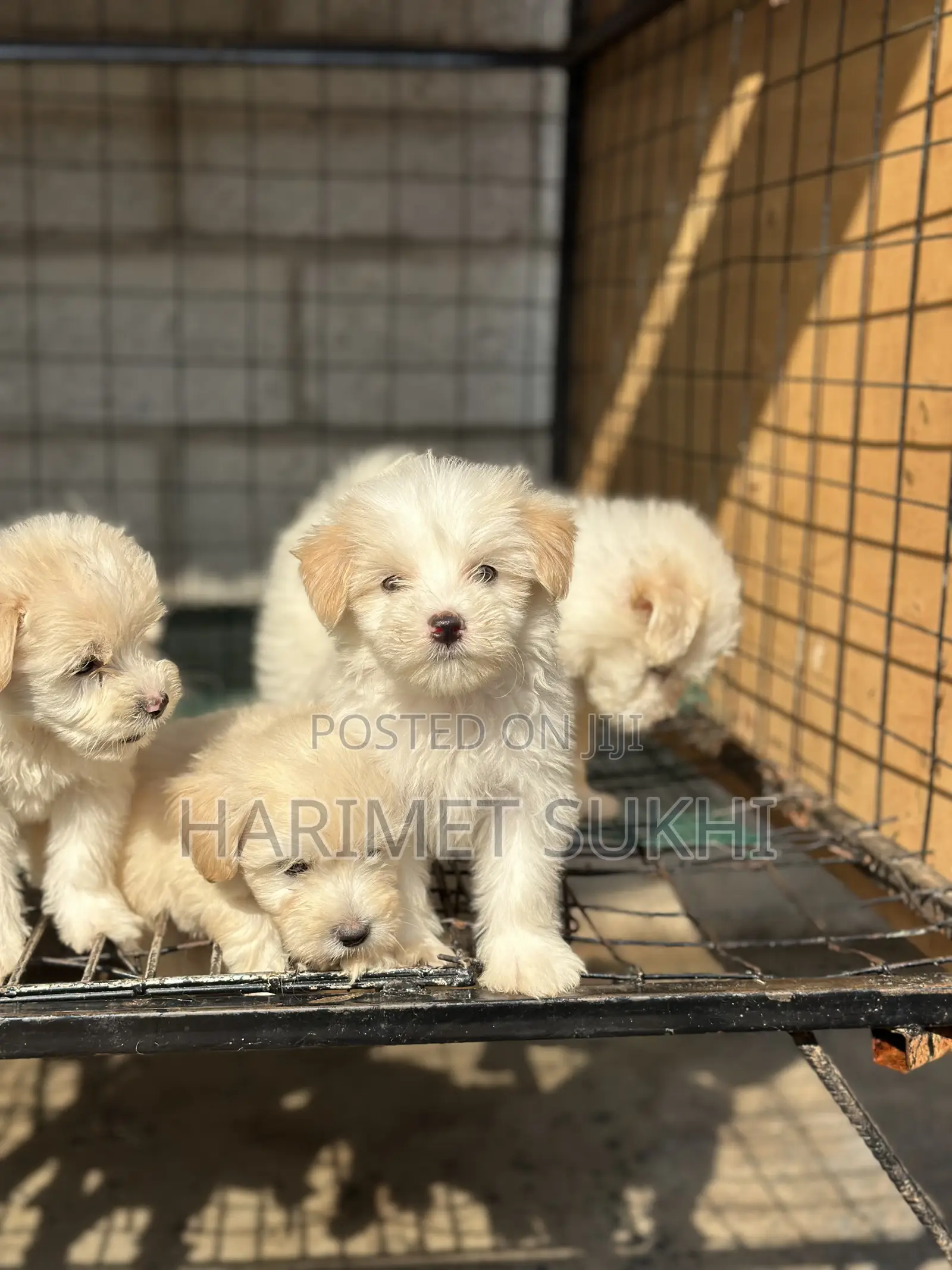 1-3 months Male Purebred Maltese