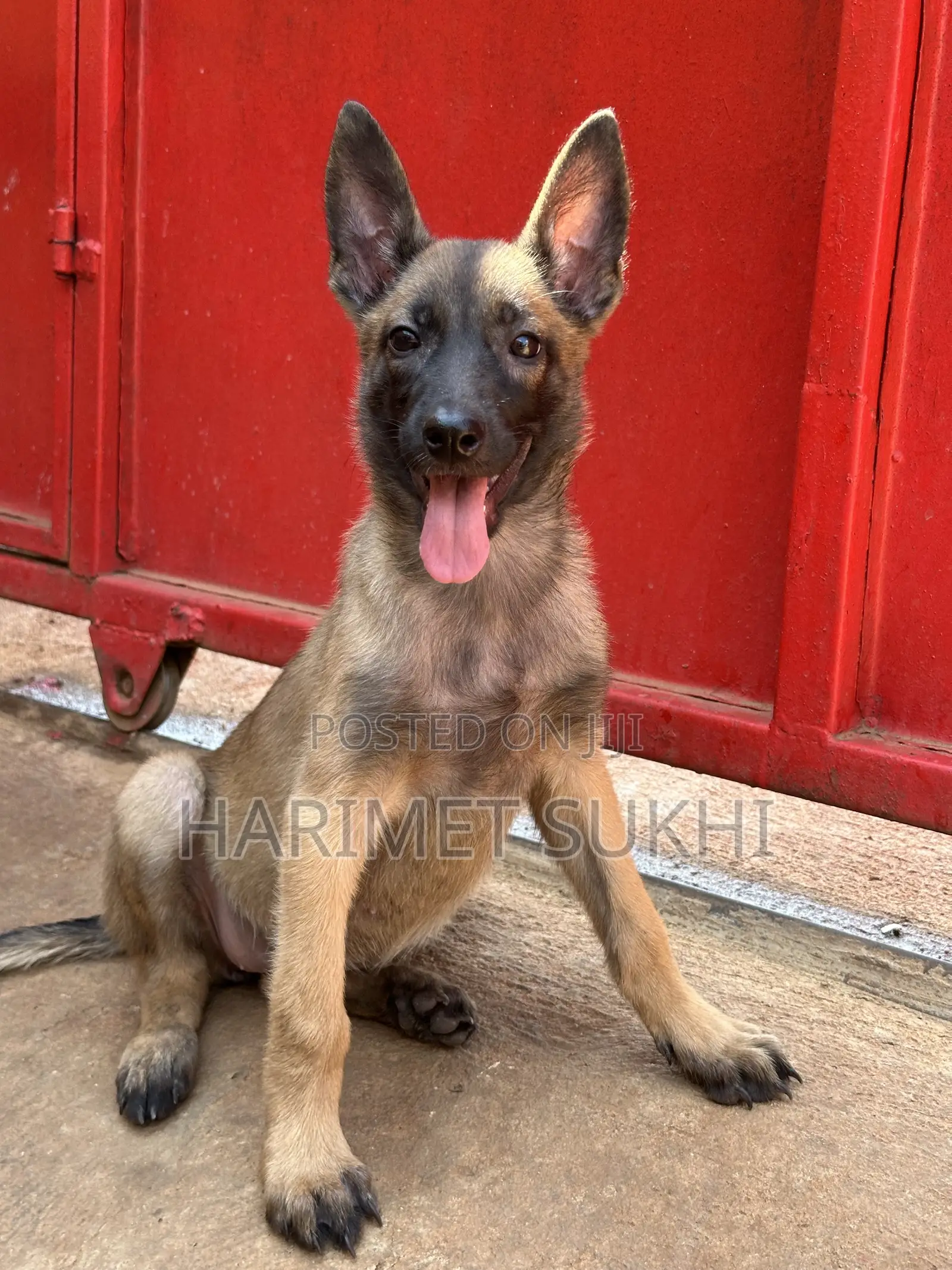 3-6 months Male Purebred Belgian Malinois