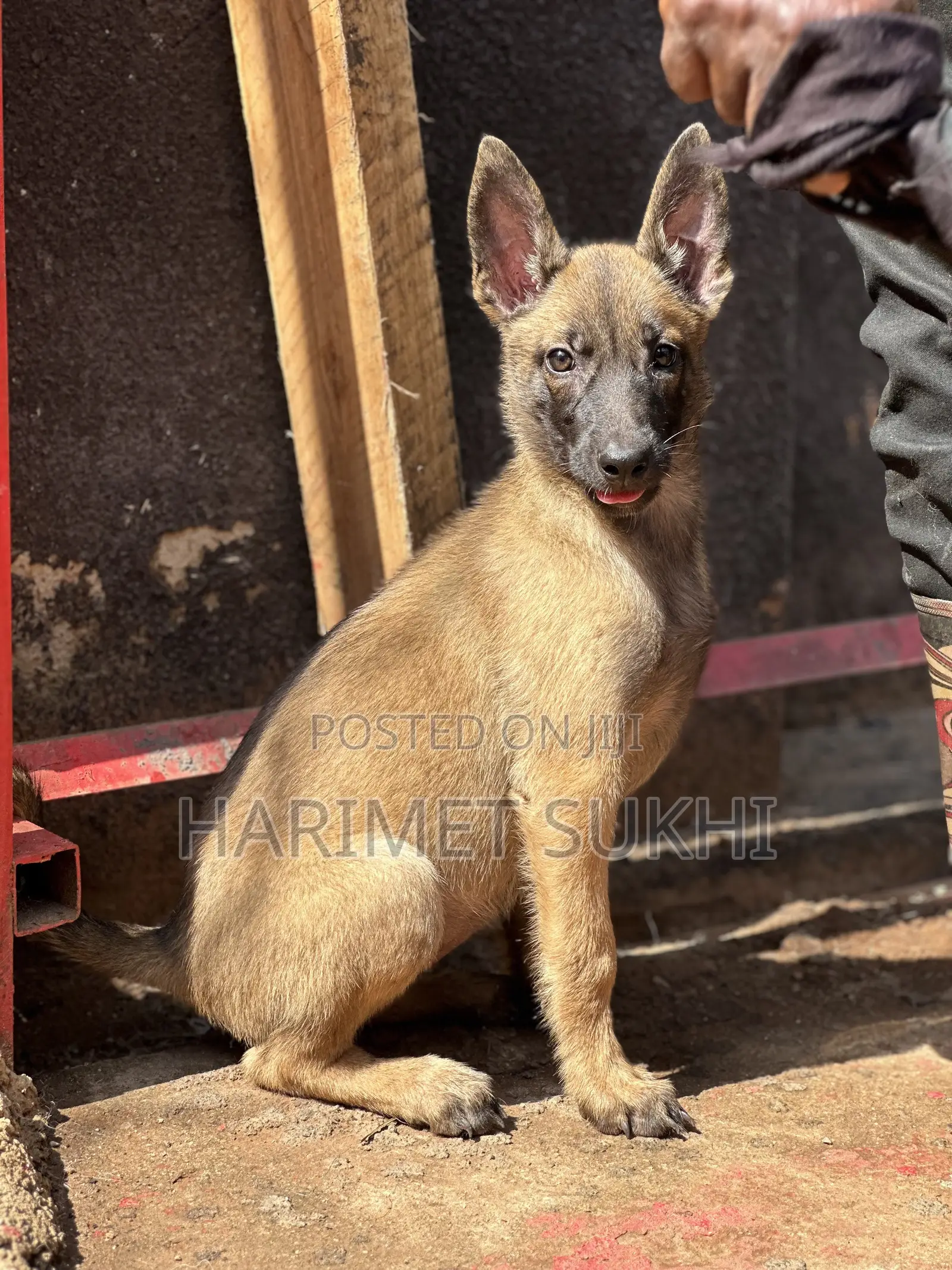 3-6 months Male Purebred Belgian Malinois